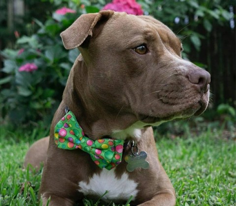 A dog sitting in the grass and wearing a polka-dot tie.
